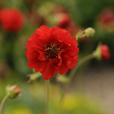 Geum flora plena 'Blazing Sunset'