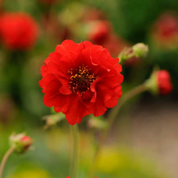 Geum flora plena 'Blazing Sunset'