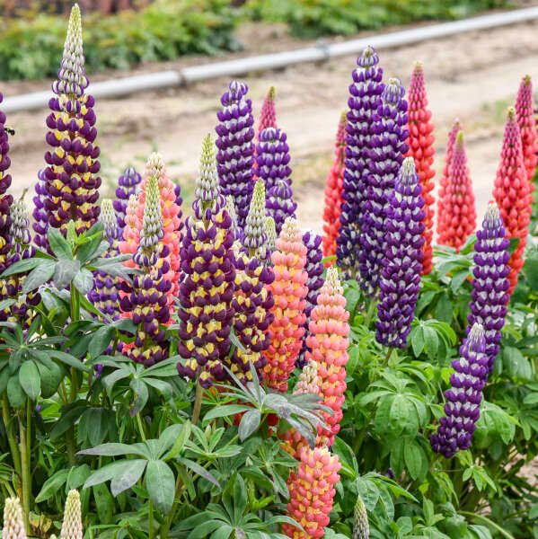 Lupinus ×Candyland™ Mix Lupine