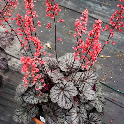 Heuchera Dolce® Glazed and Infused Coral Bells