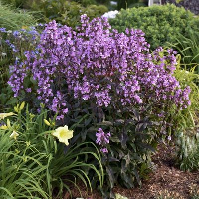 Penstemon digitalis 'Midnight Masquerade' Beardtongue