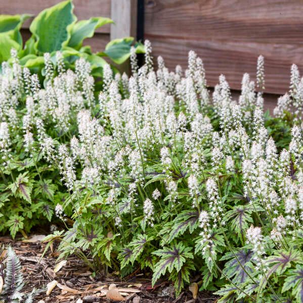 Tiarella 'Cutting Edge' Foamflower