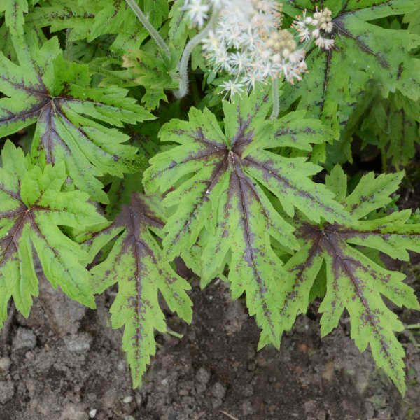 Tiarella 'Cutting Edge' Foamflower