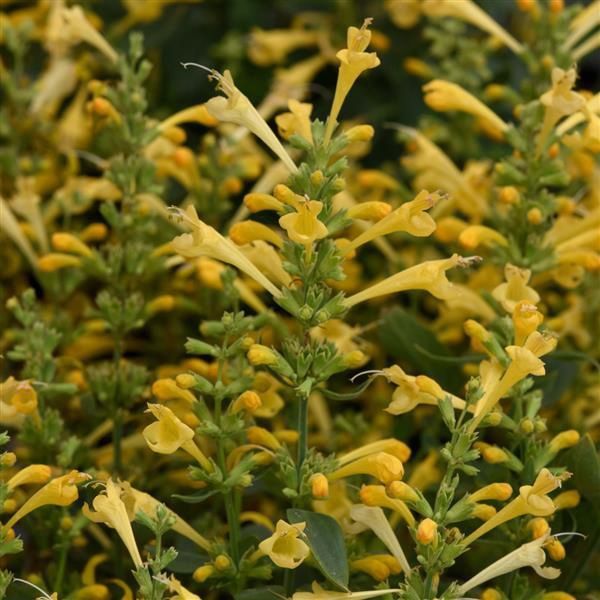 Agastache mexicana Summerlong™ Lemon Mexican Giant Hyssop