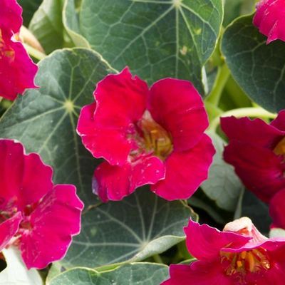 Nasturtium Baby Rose Hanging Basket