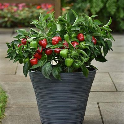 Pepper-Sweet Snackabelle Red