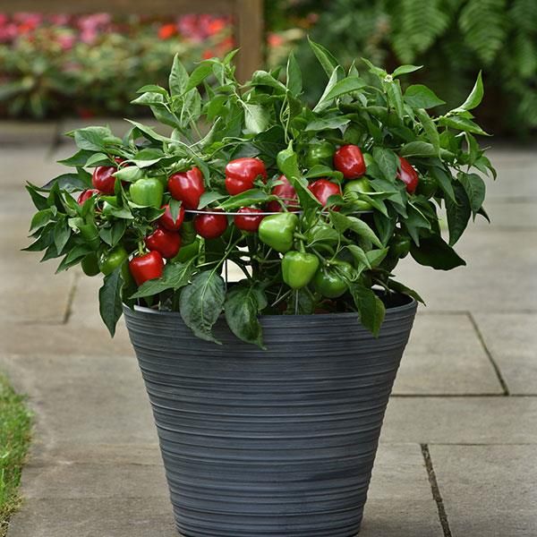 Pepper-Sweet Snackabelle Red