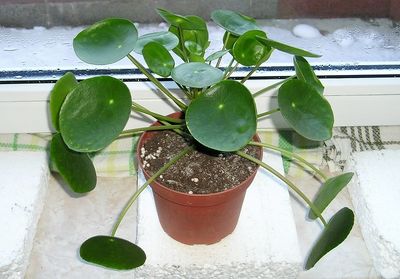 Pilea peperomioides 'Bitcoin' Moneyplant