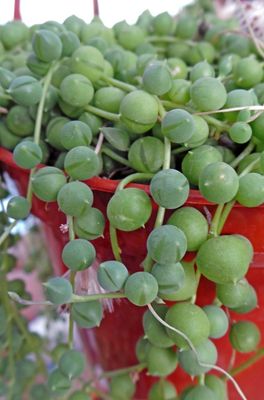 Senecio-String of Pearls