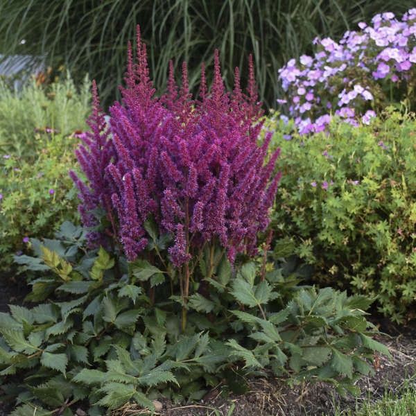 Astilbe chinensis 'Visions'