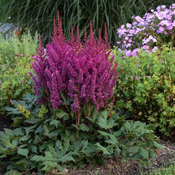 Astilbe chinensis 'Visions'