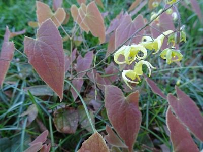 Epimedium x lishihchenii