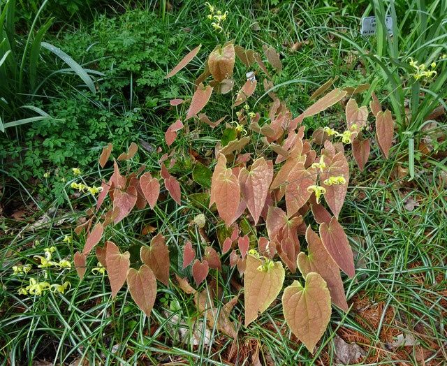 Epimedium x lishihchenii