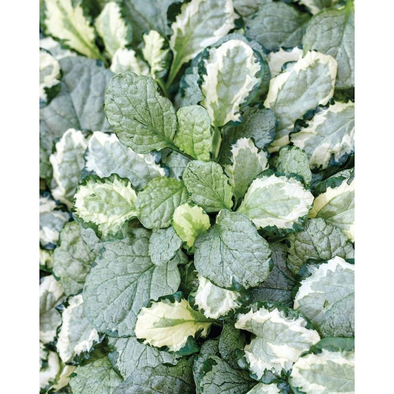 Ajuga 'Princess Leia' Bugleweed