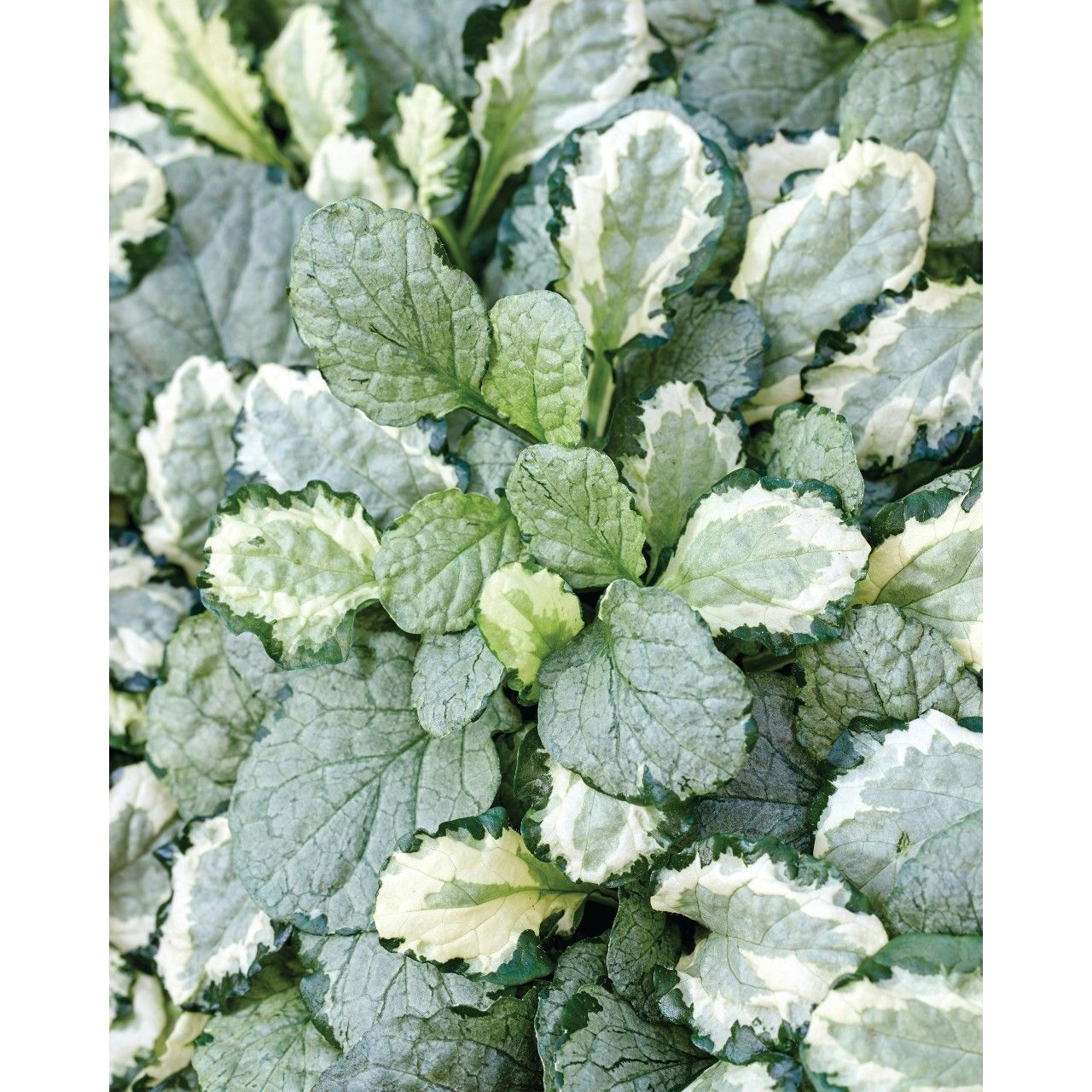 Ajuga 'Princess Leia' Bugleweed