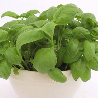Basil-Genovese