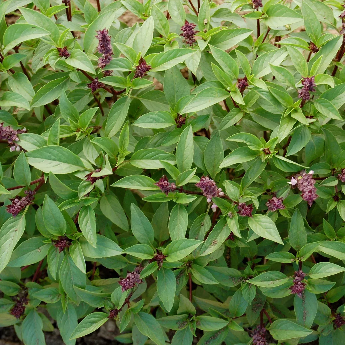 Basil-Thai