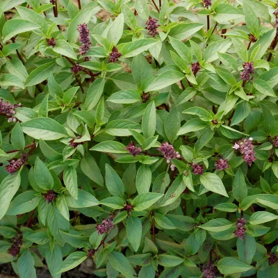 Basil-Thai