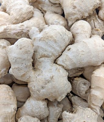 Ginger Zingiber officinale
