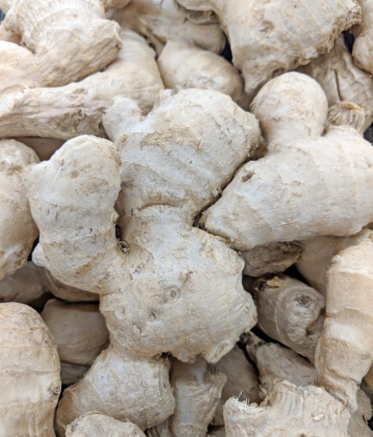 Ginger Zingiber officinale