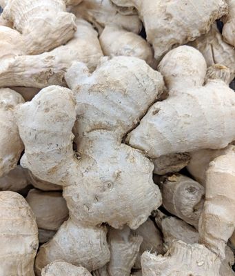 Ginger Zingiber officinale