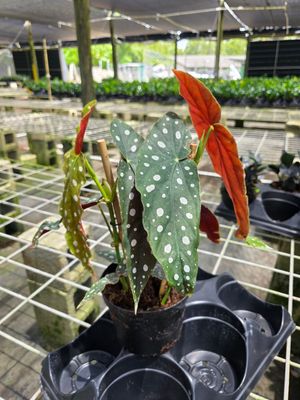 Begonia maculata wightii Polka Dot Begonia