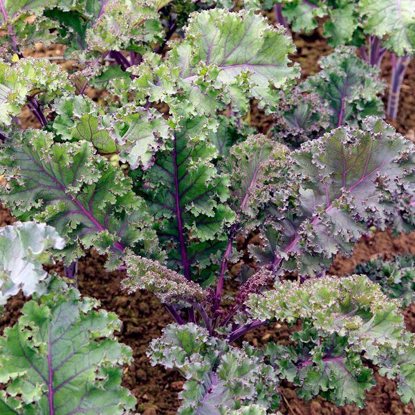 Kale-Curly Red