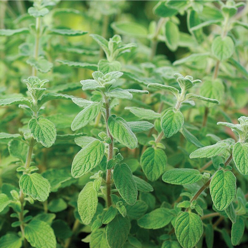 Marjoram-Za' atar