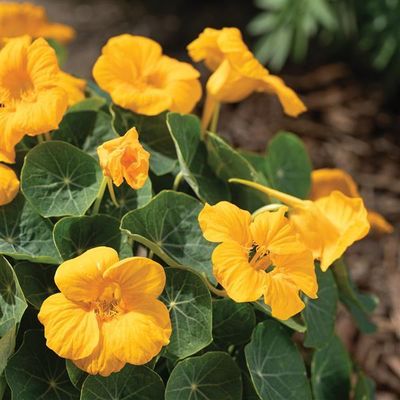 Nasturtium Baby Gold Hanging Basket