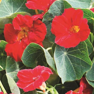 Nasturtium Baby Red Hanging Basket