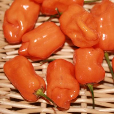 Pepper-Habanero