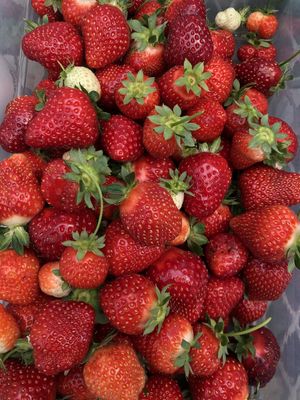 Strawberry-Everbearing