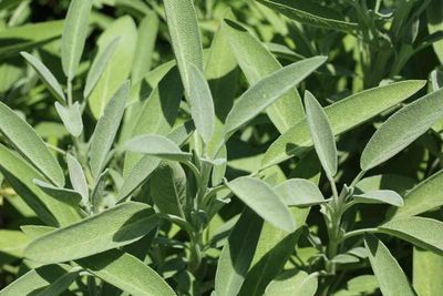 Sage-Grower's Friend