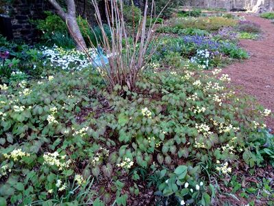 Epimedium versicolor 'Sulphureum' Fairy Wings