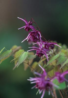 Epimedium grandiflorum 'Purple Prince' Fairy Wings