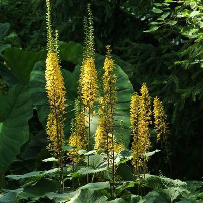Ligularia 'The Rocket' Golden Ray