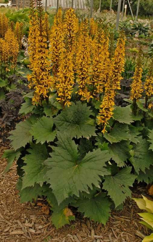 Ligularia 'The Rocket' Golden Ray