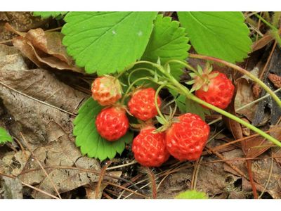 Fragaria virginiana Wild Strawberry