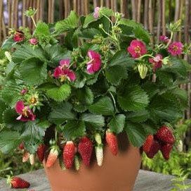 Fragaria ananassa Berries Galore™ Rose Strawberry