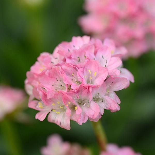 Armeria Dreameria ® Daydream