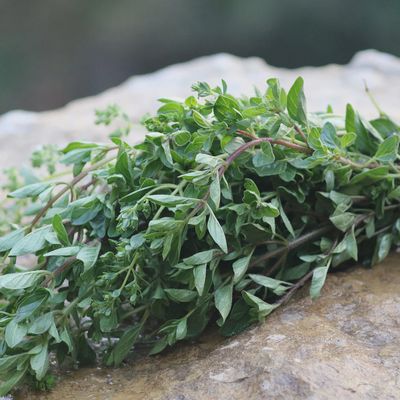 Oregano-Greek