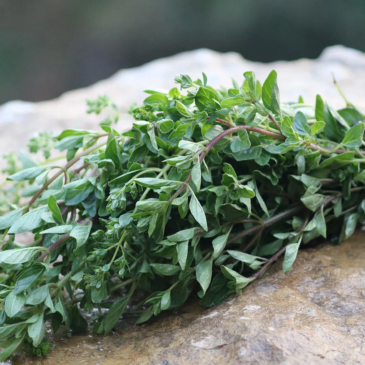 Oregano-Greek