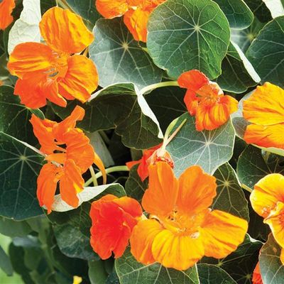Nasturtium Baby Orange Hanging Basket