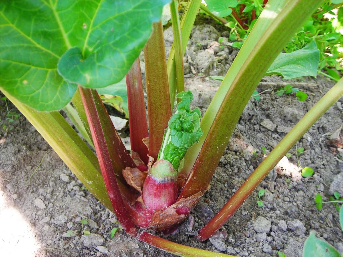 Rhubarb-Victoria