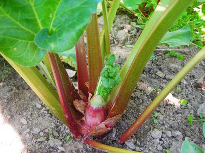 Rhubarb-Victoria