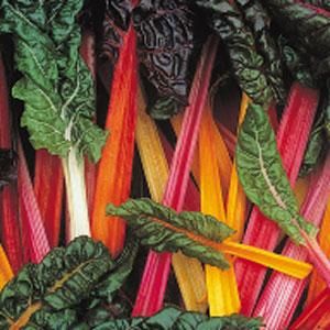 Swiss Chard-Bright Lights