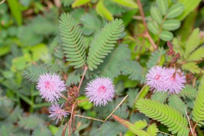 Mimosa pudica-Sensitive Plant