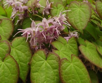 Epimedium grandiflorum 'Lilac Cascade' Fairy Wings