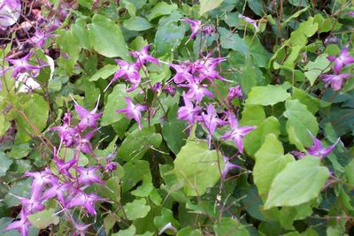 Epimedium grandiflorum 'Lilafee' Fairy Wings