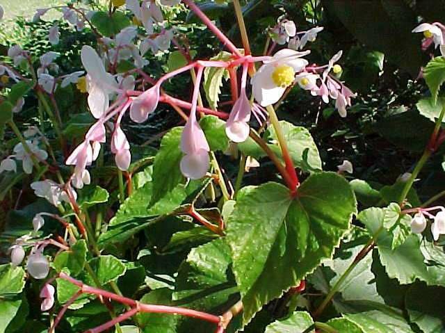 Begonia grandis 'Alba' Hardy Begonia